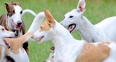 dog, companion animal, Companion Animals Act, attacking dog, attack victim, injuries, negligence, damages