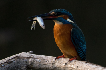 phishing scam, email scam, online scam, stay smart online, phishing, phishing email, scam, scammers, fraudsters, fraud, ePayments Code