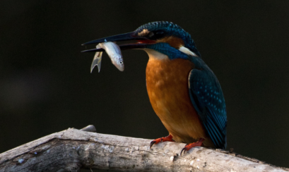 phishing scam, email scam, online scam, stay smart online, phishing, phishing email, scam, scammers, fraudsters, fraud, ePayments Code