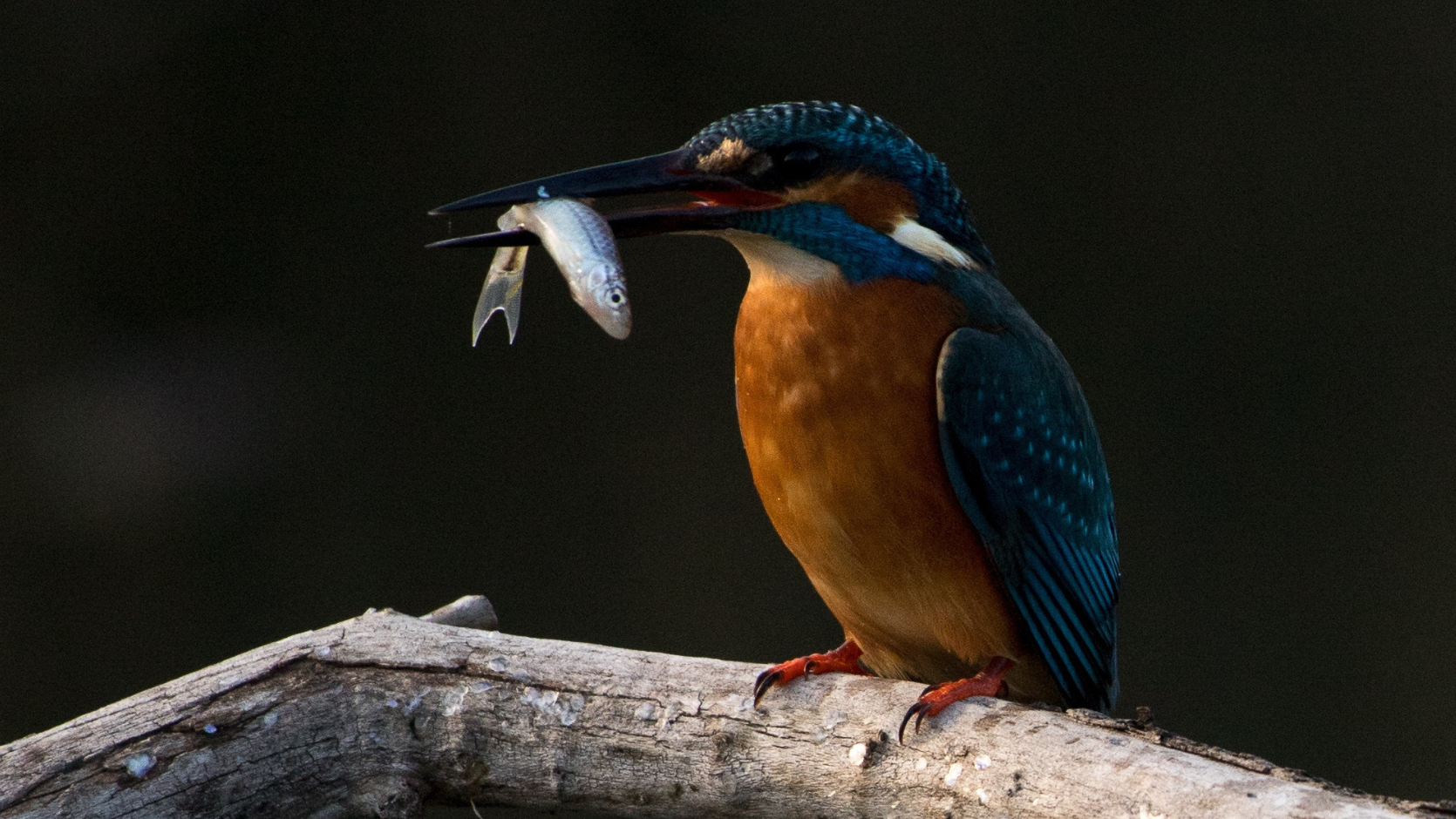 “I had no idea it was a phishing scam, I thought I was filling in a survey.” Which case won?
