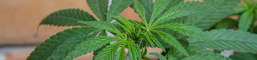 ACT marijuana laws may not give the anticipated high just yet