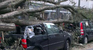 tree disputes, neighbours, council, overhanging, invading, tree roots, Land and Environment Court, tree preservation order, tree felling, Crown land, Environmental Planning and Assessment Act