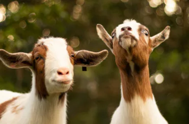 farm trespass laws, farm, farming, agriculture, ag-gag laws, animal welfare, animal advocate, animal cruelty, animal rights, video, covert, footage, private property, slaughterhouse, transparency, whistleblower, live export, greyhound, horse racing, cruelty