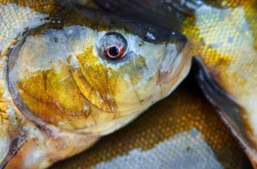 Aboriginal fishing, traditional fishing, cultural fishing, indigenous fishing, fisher, Fisheries Management Act, Native Title Act, fishery, Aboriginal, Indigenous, ATSI, ecosystem, environment, catch, bag limit, catch limit, prosecution, abalone, permit, permit system, hunting, gathering, ocean
