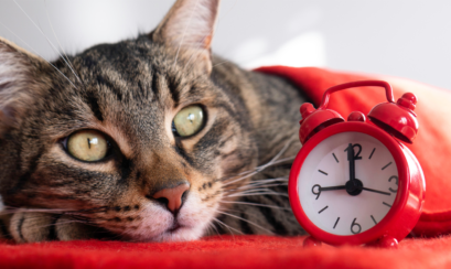 business debt, debt, debtor, creditor, debt recovery, litigation, dispute, invoice, NCAT, Local Court, District Court, Supreme Court, Small Claims Division, Letter of Demand, quote, legal action, Statement of Claim, registry, default judgment, payment, garnish, sheriff, defendant, bankruptcy, insolvency, ACCC, ASIC