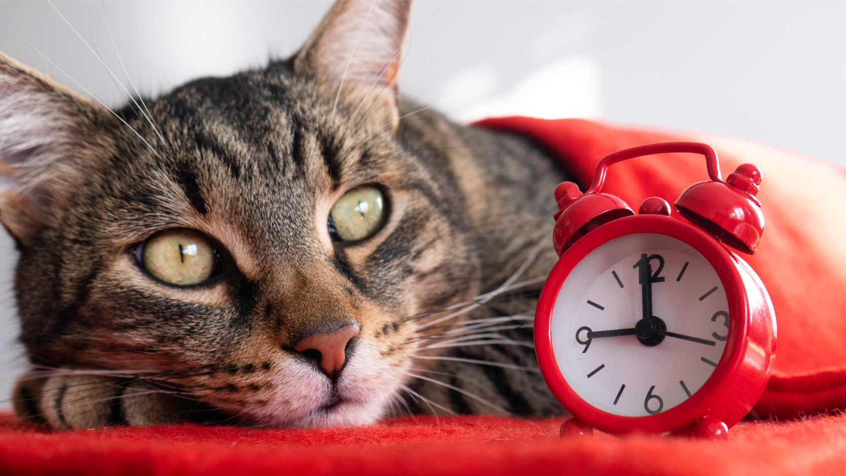 How to use the law to recover a business debt